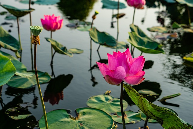 ©huunghidt - pixabay.com